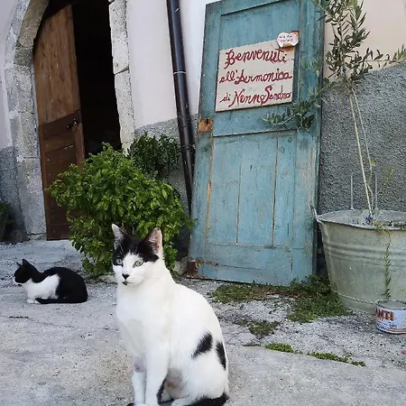 L'armonica Di Nonnosandro 3*