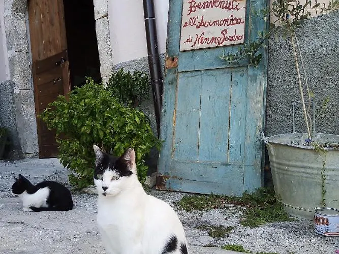 L'armonica Di Nonno Sandro 3*